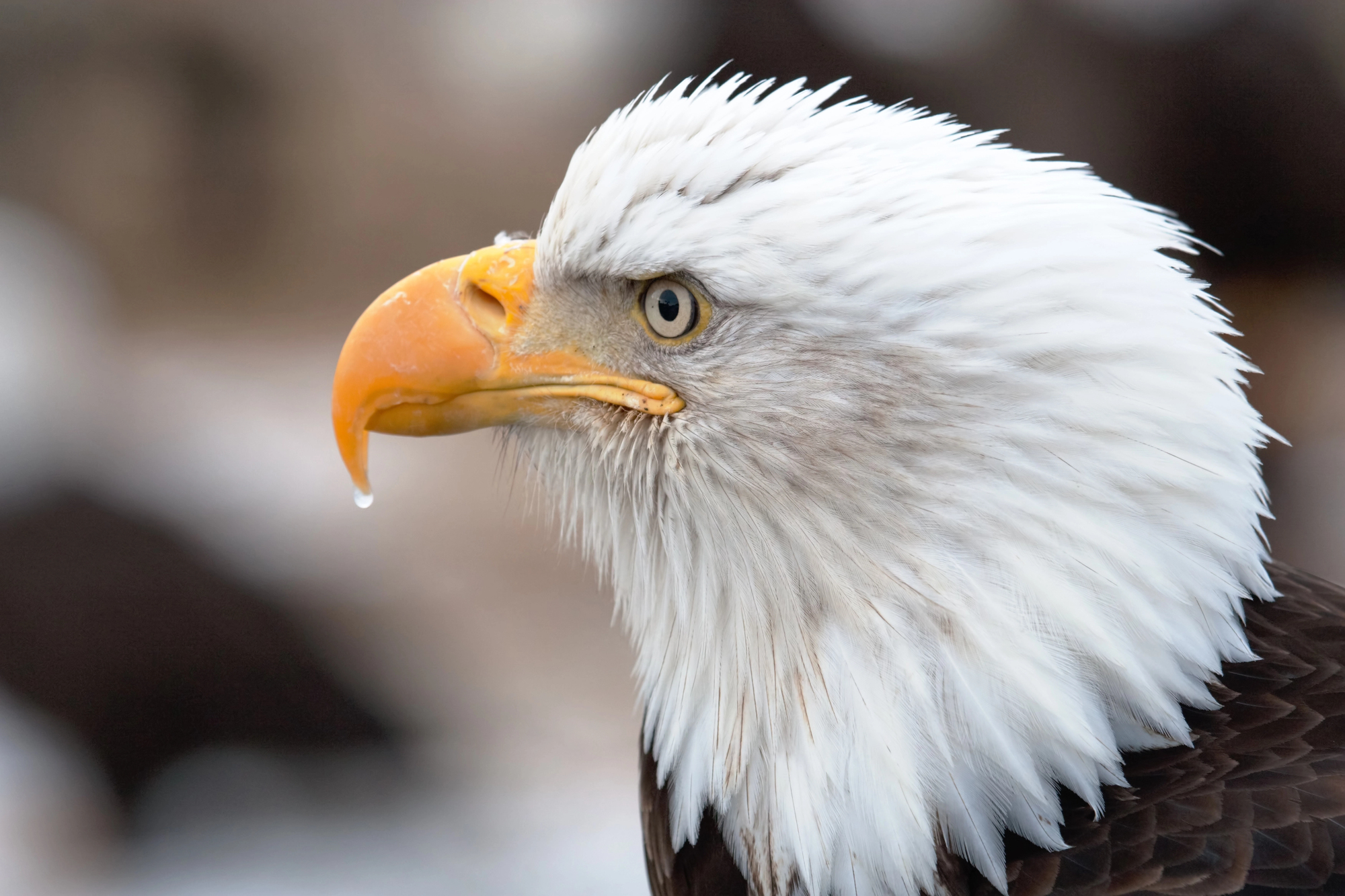 Bald eagle portrait - iconic Alaska wildlife
